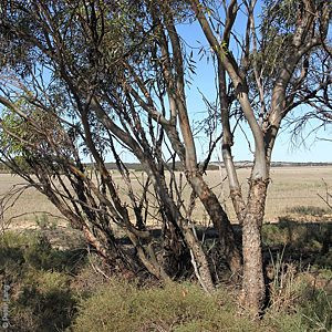 Eucalyptus calycogona ssp. trachybasis, Monarto South, MU, 3 Mar 2014, by P.J. Lang, plant, IMG_1638